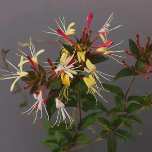 【新闻一线】金银花开绽放致富新希望-爱山亭网