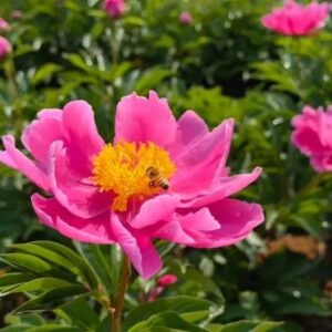 徐庄相册 | 这片芍药花海，太美了~-爱山亭网