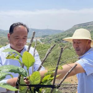 我区持续实施板栗老劣果树改造，促进乡村产业振兴-爱山亭网