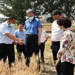 王德海调研“三夏”生产工作-爱山亭网