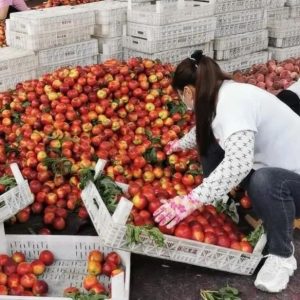 又到一年鲜桃收获时，村“两委”助力果农促增收-爱山亭网