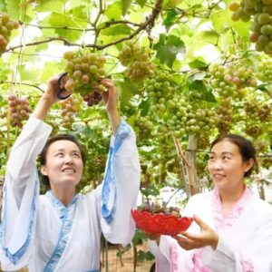 北庄镇第十三届“醉美洪门葡萄谷”文化节盛大开幕-爱山亭网