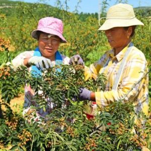 处暑花椒红 农民采摘忙-爱山亭网