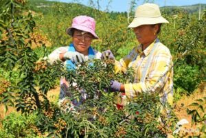 农户采收忙！枣庄山亭水泉镇万亩花椒进入成熟期-爱山亭网
