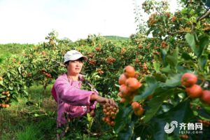 “小红灯笼”高高挂！枣庄山亭3000余亩山楂迎收获-爱山亭网