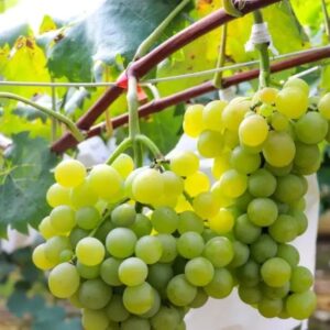 桑村镇瓜园村的葡萄有了销路-爱山亭网
