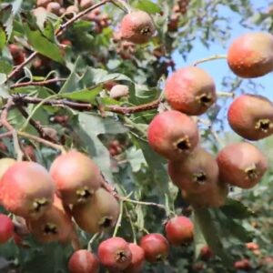 秋分牵手丰收节，看徐庄大地“丰”景如画-爱山亭网