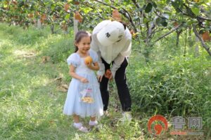 枣庄薛城区沙沟镇：秋月梨飘香 游客采摘忙-爱山亭网