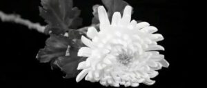 江泽民同志追悼大会在北京人民大会堂隆重举行 习近平同志致悼词（文字实录）-爱山亭网