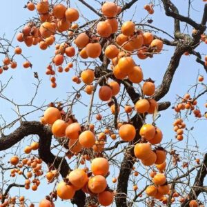 “愁柿”变喜事！新工艺让我区“好柿成霜”-爱山亭网