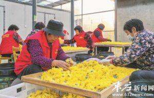 金丝皇菊美-爱山亭网