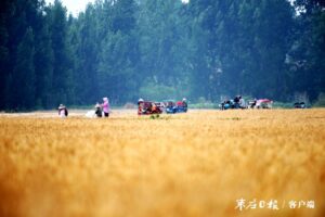 抢收 破茬 抢种-爱山亭网