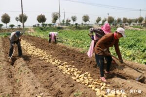 龙阳万亩马铃薯喜获丰收-爱山亭网