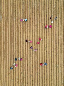 人勤春来早 土豆种植忙-爱山亭网