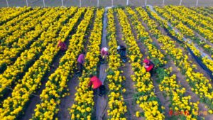 菊花朵朵开铺起金色致富路-爱山亭网