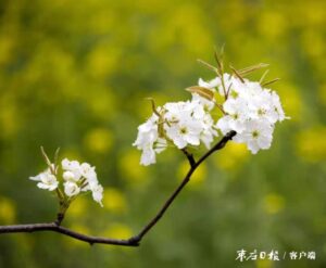 又见梨花开-爱山亭网