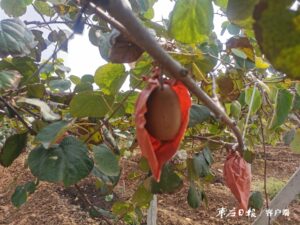 返乡创业有扶持 猕猴桃成了“致富果”-爱山亭网