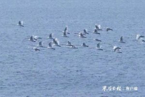 好生态，引来白天鹅-爱山亭网