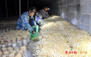 陶庄镇：小蘑菇大产业 助推乡村振兴-爱山亭网