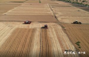 滕州：小麦开镰收割 夏收拉开序幕-爱山亭网