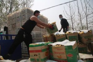 新模式让马铃薯在疫情防控期间“走”出去-爱山亭网