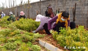 陶庄镇：大刀阔斧整治人居环境 精雕细琢谋求乡村振兴-爱山亭网