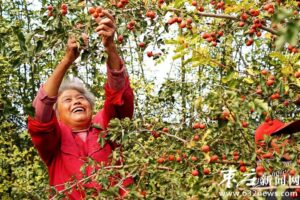 长峪山楂喜获丰收-爱山亭网