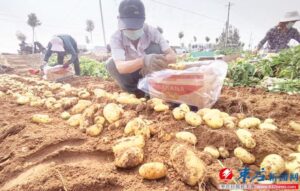 马铃薯节开幕-爱山亭网