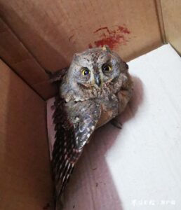 滕州俩中学生捡到国家二级保护动物-爱山亭网