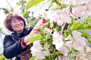 花期管理忙-爱山亭网