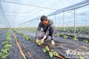 大棚种植增效益-爱山亭网