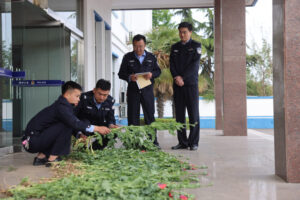 滕州市公安局“五一”节开展非法种植毒品原植物踏查铲除行动-爱山亭网
