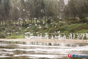 生态好 白鹭来-爱山亭网