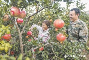 石榴丰收季 果农采摘忙-爱山亭网