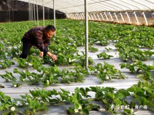 陶庄镇：支部领办合作社 产业振兴促增收-爱山亭网