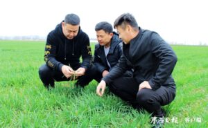 一场春雨 小麦“解渴”-爱山亭网