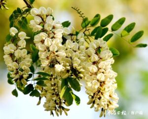 四月槐花意未央 乡村处处散清香-爱山亭网