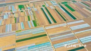 滕州40万亩春季马铃薯迎来收获的“乐章”-爱山亭网