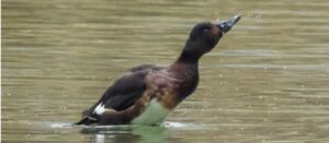 全球极危物种青头潜鸭“做客”龙潭公园-爱山亭网