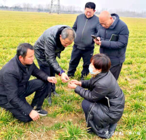 陶庄镇扎实做好春季小麦田间管理工作-爱山亭网