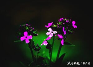 花旗杆盛开在十里湾-爱山亭网