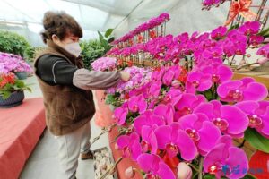 新春临近 花卉市场鲜花热销-爱山亭网