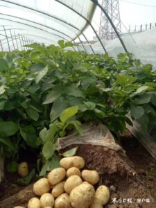 物业创新服务模式，打造专属的“嘉园菜篮子”-爱山亭网