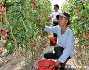 市派乡村振兴服务队：小西红柿凸显大业绩-爱山亭网