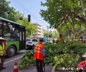 修剪树木排隐患 为民解忧暖民心-爱山亭网