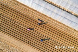 滕州春季马铃薯开种-爱山亭网