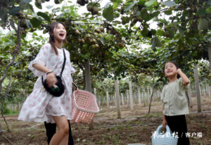 陶庄镇：猕猴桃采摘乐了游客、鼓了农民钱袋子-爱山亭网