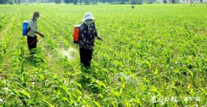 邹坞镇：加强玉米夏季田间管理保丰收-爱山亭网