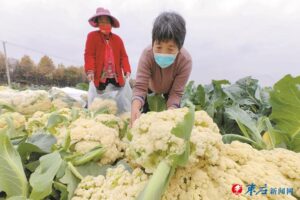 规模化蔬菜种植助农增收-爱山亭网
