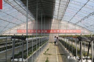 【新春走基层】草莓正当时 春节采摘忙-爱山亭网